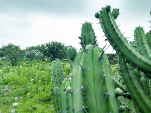Gestión y mantenimiento BIAT
